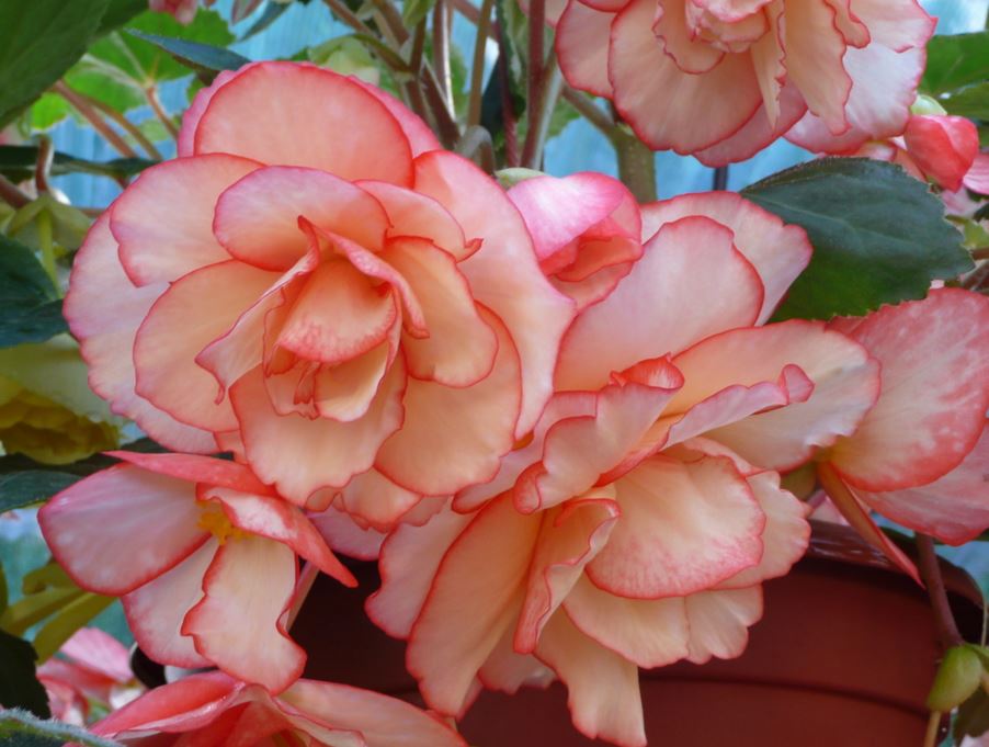 B. ‘John Champion’